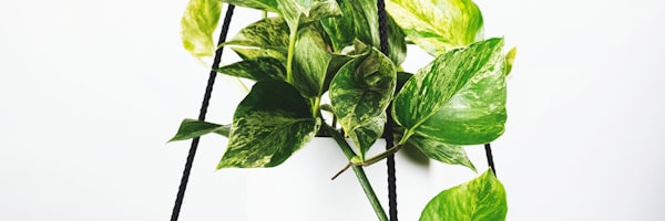 英超联赛金靴奖争夺战数据分析图表